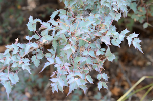 Mahonia fremontii