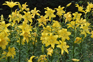 Lilium 'Pearl Jennifer'