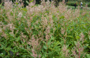 Persicaria polymorpha