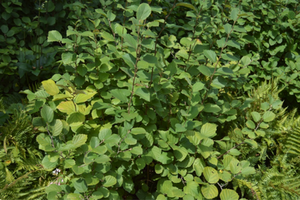 Fothergilla major 'Mount Airy'