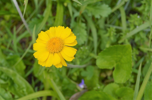 Hymenoxys acaulis var glabra