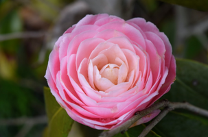 Camellia japonica 'April Pink'