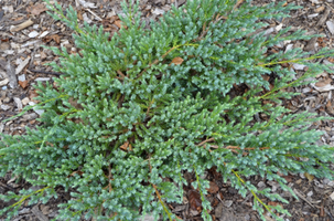 Juniperus squamata 'Blue Carpet'