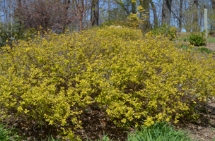 Spiraea japonica 'Gold Mound'