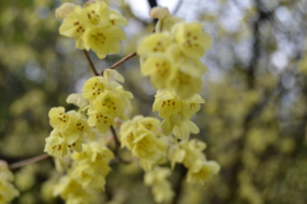 Corylopsis pauciflora