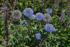 Echinops ritro subsp. ruthenicus