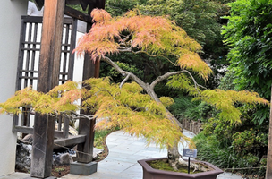 Acer palmatum 'Baldsmith'