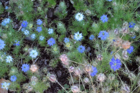 Nigella damascena