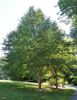 Betula nigra 'Heritage'