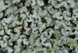 Dichondra argentea 'Silver Falls'