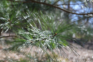 Pinus koraiensis