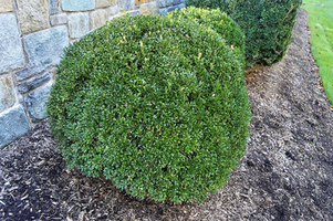 Buxus sempervirens