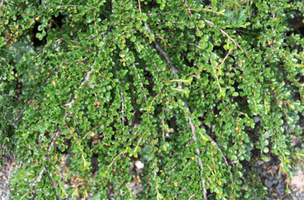 Cotoneaster horizontalis