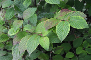 Viburnum plicatum