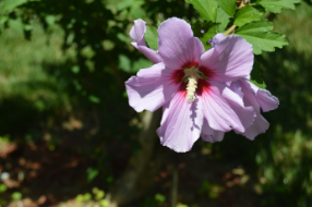 Hibiscus syriacus