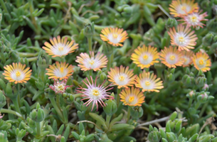 Delosperma cooperi 'Jewel of the Desert Topaz'