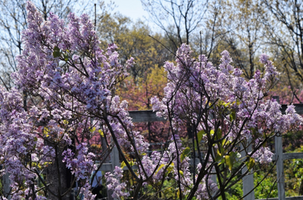 Syringa oblata