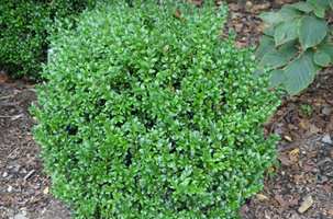 Buxus sempervirens 'North Star'