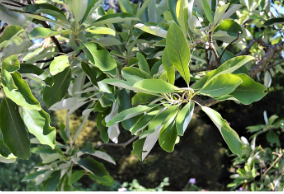 Magnolia virginiana var. australis