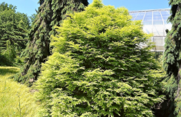 Metasequoia glyptostroboides 'Schirrmanns Nordlicht'