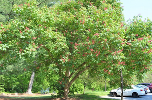 Aesculus pavia