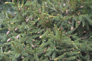 Picea abies 'Pusch'