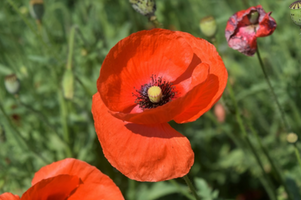 Papaver rhoeas