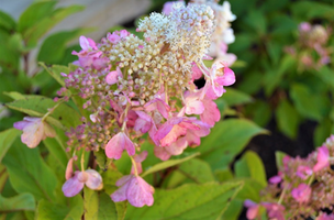 Hydrangea paniculata 'Pinky-Winky'