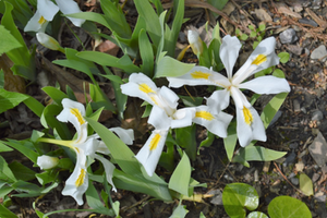 Iris cristata 'Montrose White'