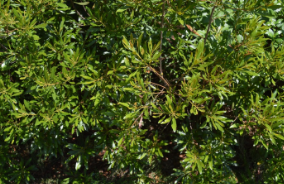 Myrica cerifera