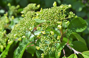 Viburnum plicatum f. tomentosum 'Shoshoni'