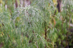 Artemisia abrotanum