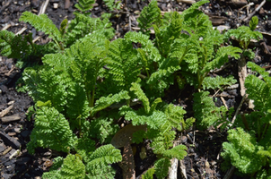 Tanacetum vulgare