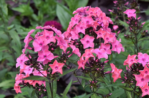 Phlox paniculata 'Ditomdre'