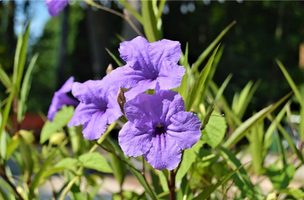 Ruellia simplex 'Purple Showers'