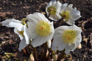 Helleborus niger 'Potter's Wheel'