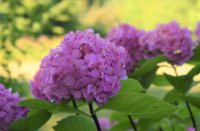 Hydrangea macrophylla 'Nigra'