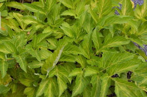 Angelica archangelica