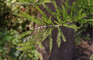 Taxodium ascends