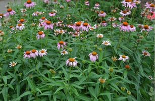 Echinacea purpurea 'Magnus'