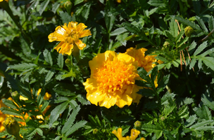 Tagetes patula