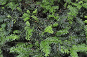 Cephalotaxus harringtonia