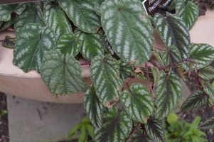 Cissus discolor