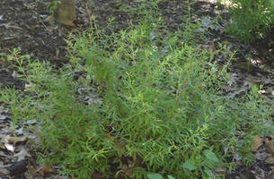 Spirea thunbergii