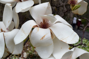 Magnolia x veitchii 'Columbus'