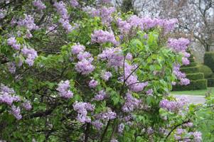 Syringa vulgaris