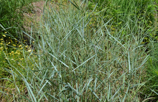 Panicum virgatum 'Prairie Sky'