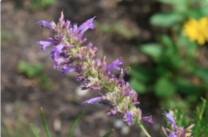 Agastache 'Blue Boa'