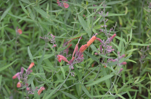 Agastache rupestris