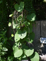 Aristolochia macrophylla